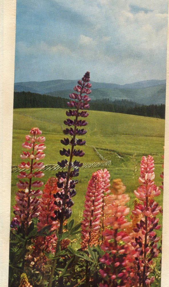 The Mother's birthday card to Promesse, 23 December 1964