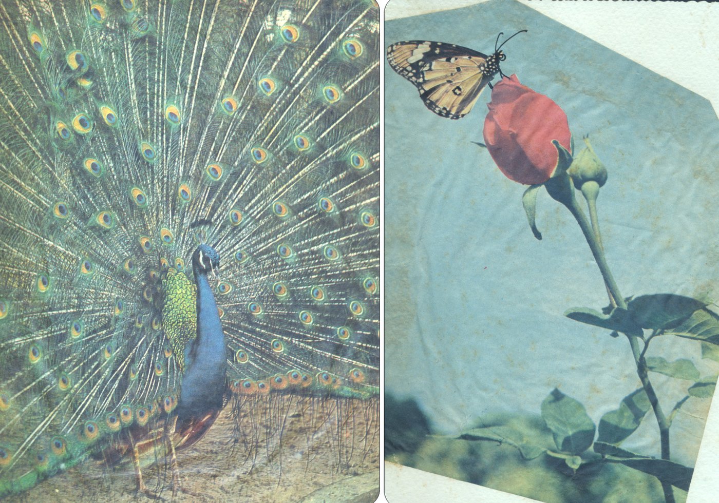 The Mother's birthday card to Promesse, 23 December 1967